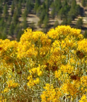 detail-of-rubber-rabbitbush-native-shrub detail-of-rubber-rabbitbush-native-shrub