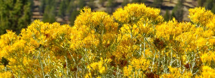 detail-of-rubber-rabbitbush-native-shrub