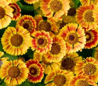 detail-of-sneezeweed-in-bloom-image-copyright-the-plant-native