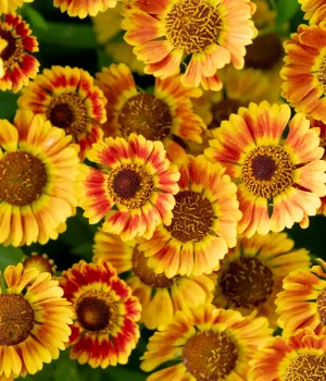 detail-of-sneezeweed-in-bloom-image-copyright-the-plant-native