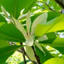 Close-up of bright green leaves with pale white flower buds on a tree branch (magnolia-like blossoms).