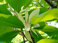 Close-up of bright green leaves with pale white flower buds on a tree branch (magnolia-like blossoms).