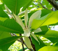 Close-up of bright green leaves with pale white flower buds on a tree branch (magnolia-like blossoms).