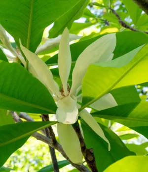 Close-up of bright green leaves with pale white flower buds on a tree branch (magnolia-like blossoms).