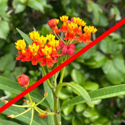 do-not-plant-mexican-milkweed-monarch