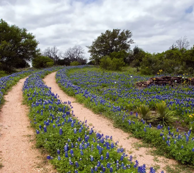 Dirt path winding through a field of blue {bluebonnets} under a cloudy sky with trees in the distance, a peaceful spring scene.
