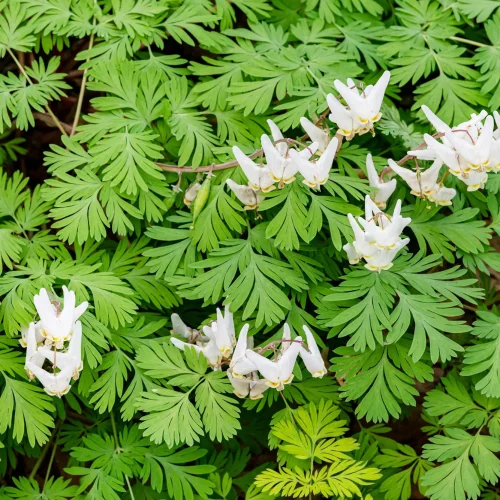 Close-up of bright green, finely divided leaves with small white flowers along a curved stem. Signifies a flowering ground cover plant.