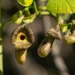 dutchmans-pipevine-native-flower
