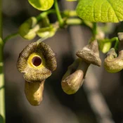 dutchmans-pipevine-native-flower