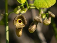 dutchmans-pipevine-native-flower