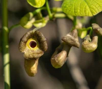 dutchmans-pipevine-native-flower