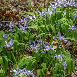 dwarf-crested-iris-native-iris