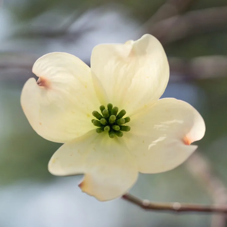 eastern-flowering-dogwood-blossom-detail-the-plant-native