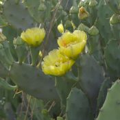 eastern-prickly-pear-native-Opuntia-humifusa-