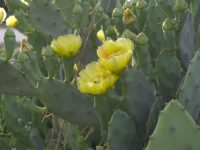eastern-prickly-pear-native-Opuntia-humifusa- eastern-prickly-pear-native-Opuntia-humifusa-