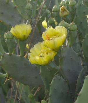 eastern-prickly-pear-native-Opuntia-humifusa-