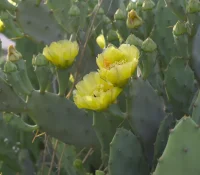eastern-prickly-pear-native-Opuntia-humifusa-