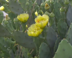 eastern-prickly-pear-native-Opuntia-humifusa-