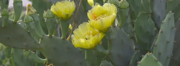 eastern-prickly-pear-native-Opuntia-humifusa-