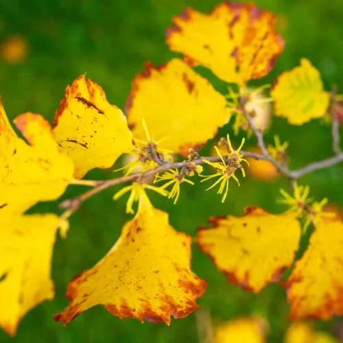 eastern-witch-hazel-yellow-leaves-in-flower-fall #image_title