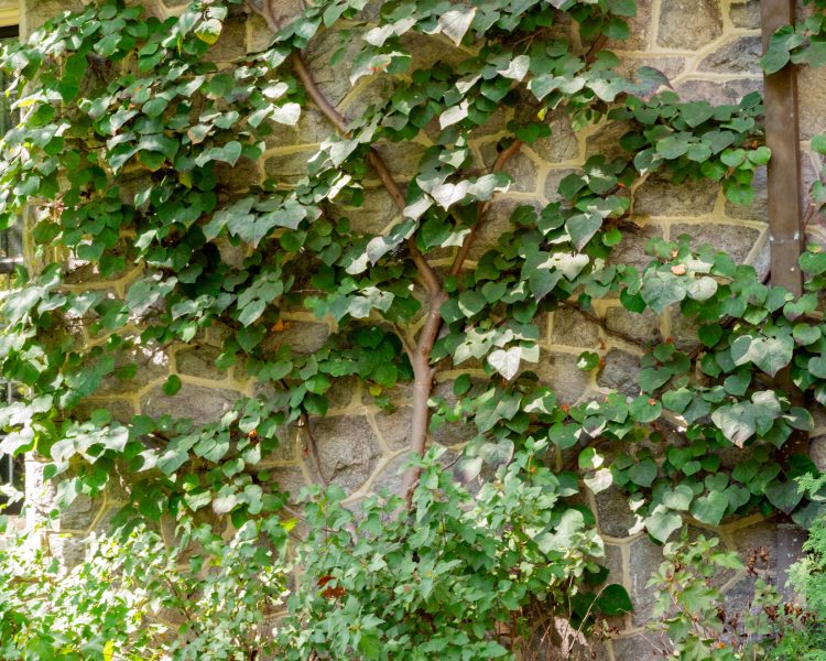 You can also esplanade a redbud, as seen here in Stoneleigh Garden in PA