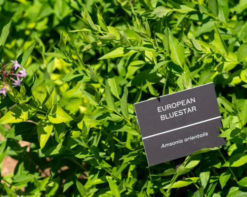 european-bluestar-non-native-plant