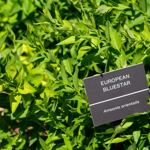 european-bluestar-non-native-plant
