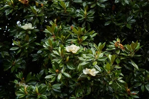 A Southern Magnolia tree's evergreen leaves are shown with small white flowers in bloom.