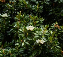 A Southern Magnolia tree's evergreen leaves are shown with small white flowers in bloom.