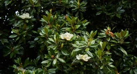 A Southern Magnolia tree's evergreen leaves are shown with small white flowers in bloom.