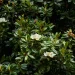 A Southern Magnolia tree's evergreen leaves are shown with small white flowers in bloom.