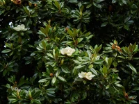 A Southern Magnolia tree's evergreen leaves are shown with small white flowers in bloom.