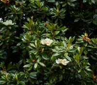 A Southern Magnolia tree's evergreen leaves are shown with small white flowers in bloom.