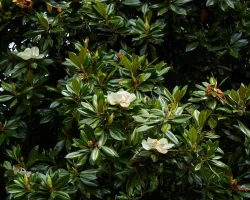 A Southern Magnolia tree's evergreen leaves are shown with small white flowers in bloom.