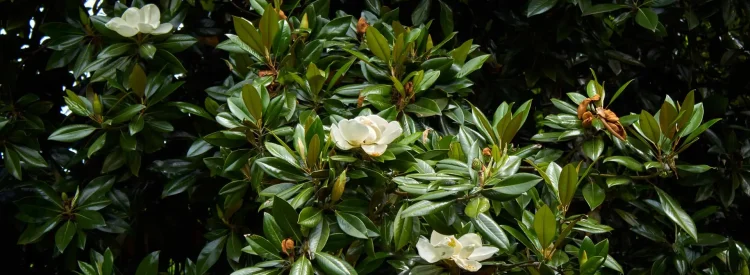 A Southern Magnolia tree's evergreen leaves are shown with small white flowers in bloom.