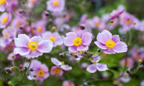 fall-blooming-anemone-Anemone-hupehensis
