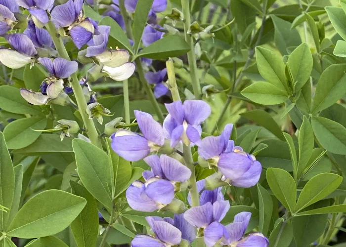 false-blue-indigo-native-plant-rain-garden