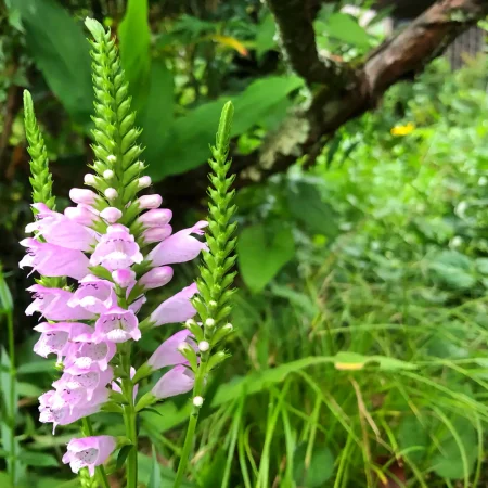 false-dragonhead-native-flower-pink-manners