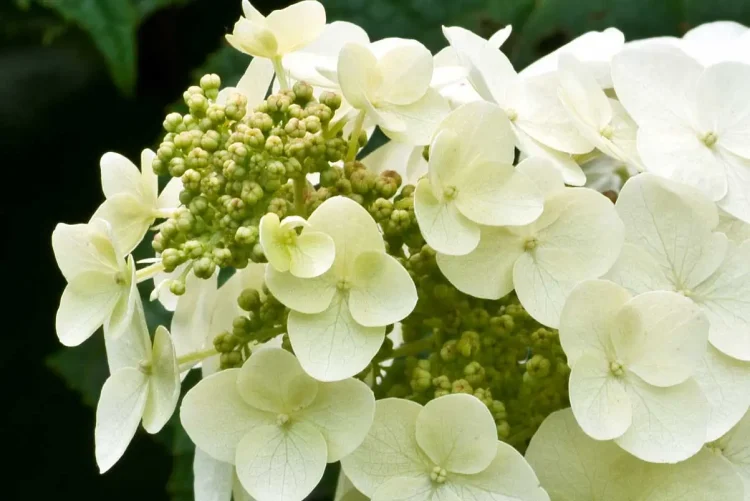 fertile-flowers-of-native-oakleaf-hydrangea
