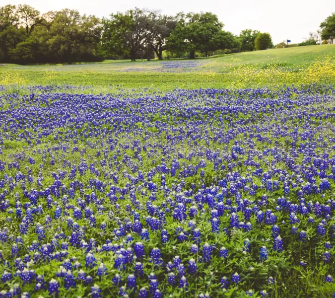 Field of bluebonnet flowers (blue/purple) with yellow wildflowers in distance and a tree line in a park setting.