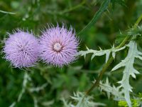 field-thistle-native-flower-in-bloom