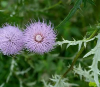 field-thistle-native-flower-in-bloom