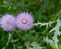 field-thistle-native-flower-in-bloom