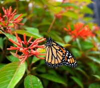 firebush-native-shrub-how-to-plant