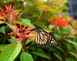 firebush-native-shrub-how-to-plant