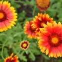 firewheel-native-gardening-ideas