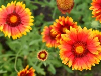 firewheel-native-gardening-ideas