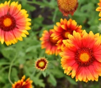 firewheel-native-gardening-ideas