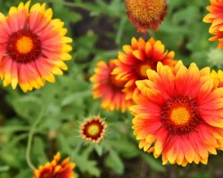 firewheel-native-gardening-ideas