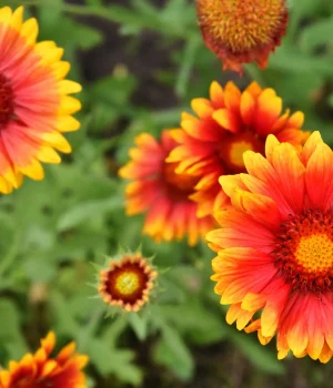 firewheel-native-gardening-ideas firewheel-native-gardening-ideas